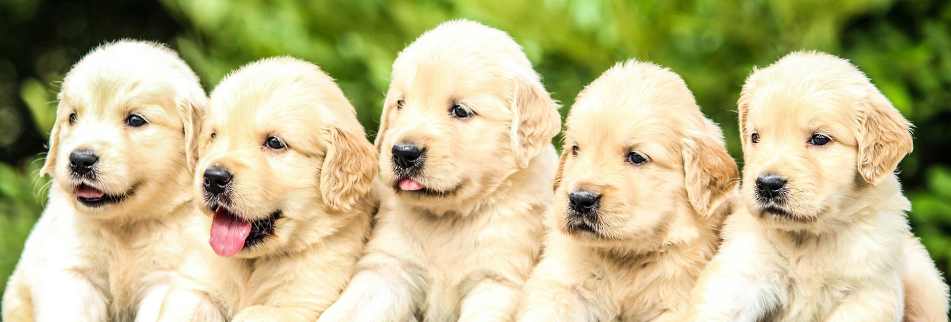 Il Cucciolo: veterinario a domicilio