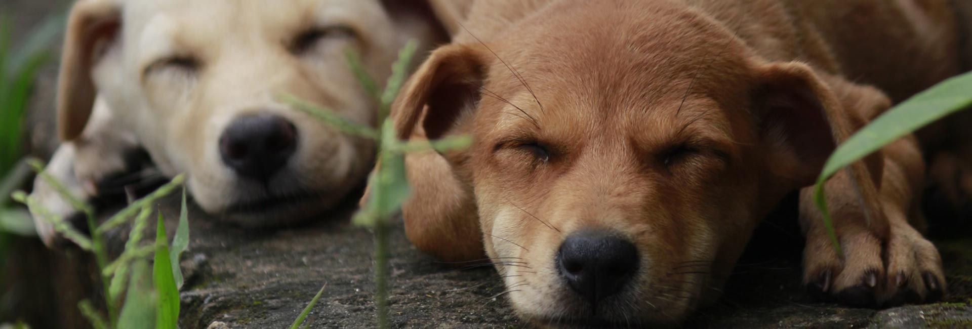 Il Cucciolo: veterinario a domicilio