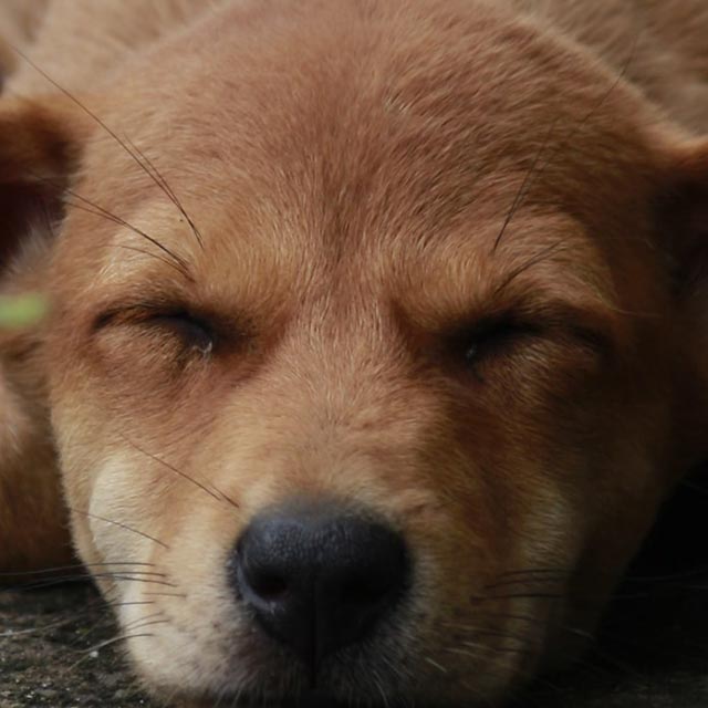 Il Cucciolo: veterinario a domicilio