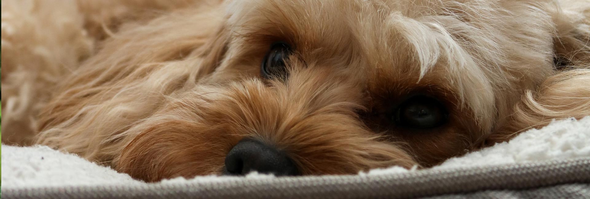 Il Cucciolo: veterinario a domicilio