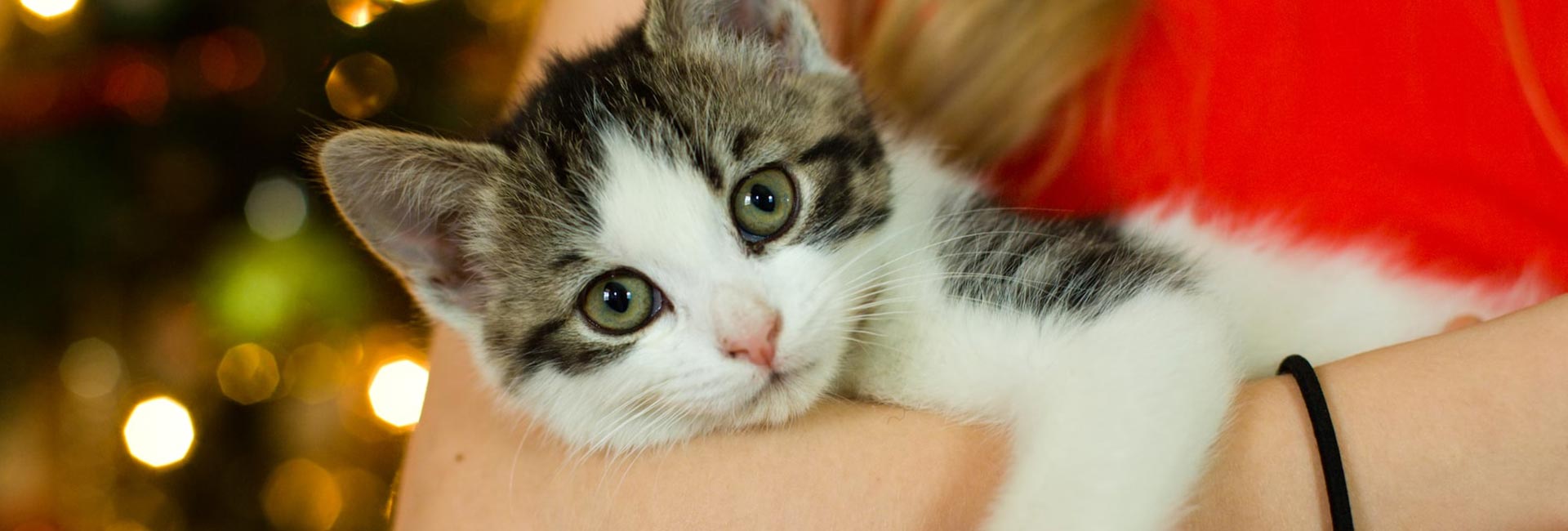 Il Cucciolo: veterinario a domicilio