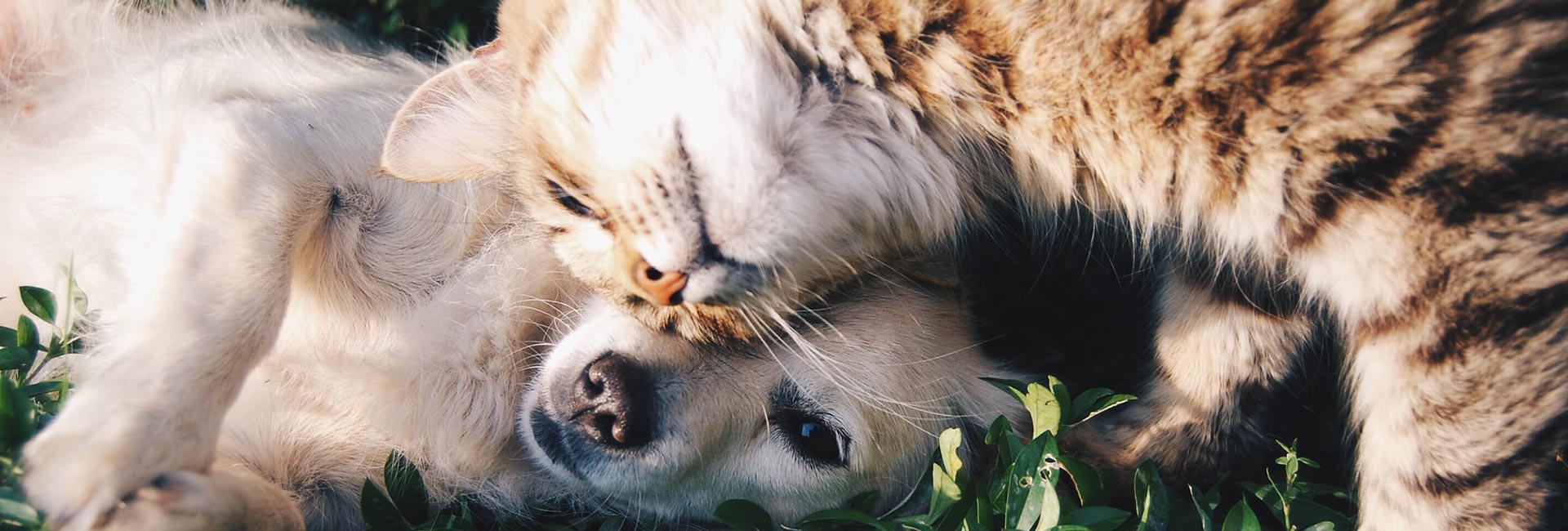 Il Cucciolo: veterinario a domicilio