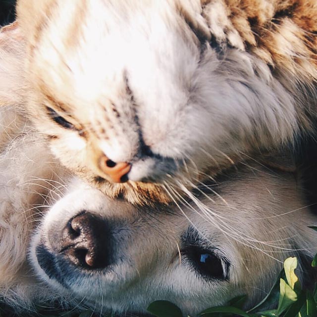 Il Cucciolo: veterinario a domicilio