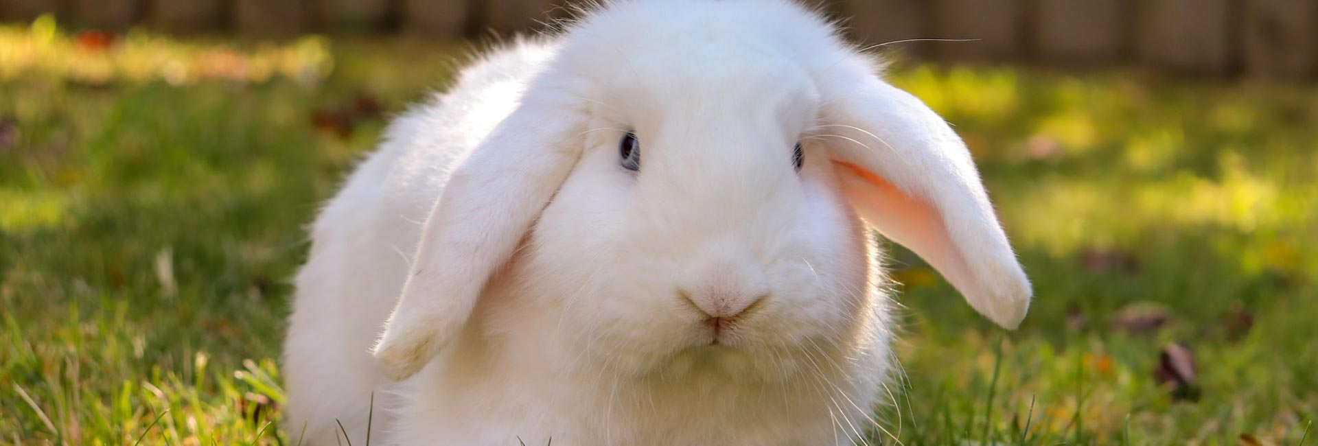 Il Cucciolo: veterinario a domicilio