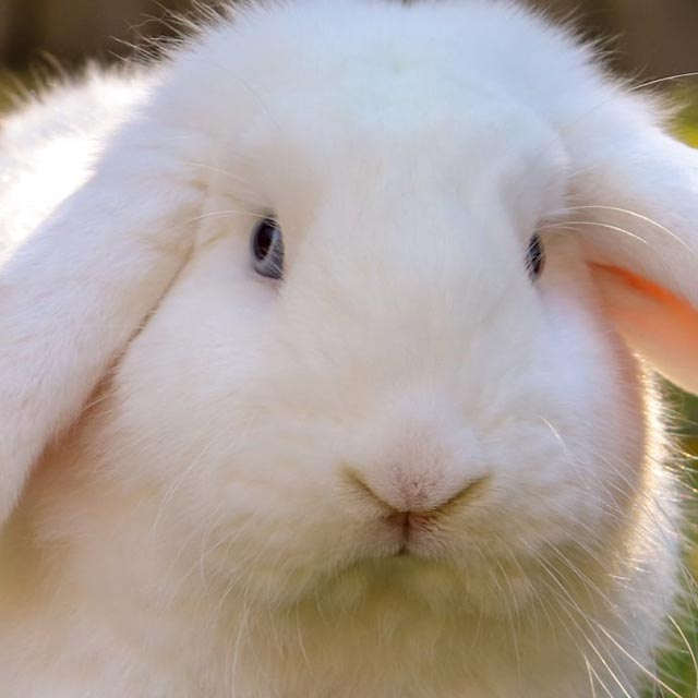 Il Cucciolo: veterinario a domicilio