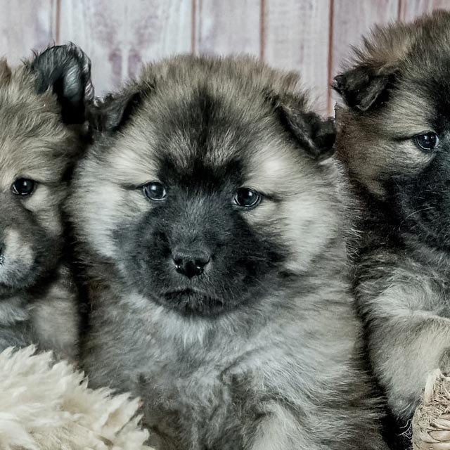 Il Cucciolo: veterinario a domicilio