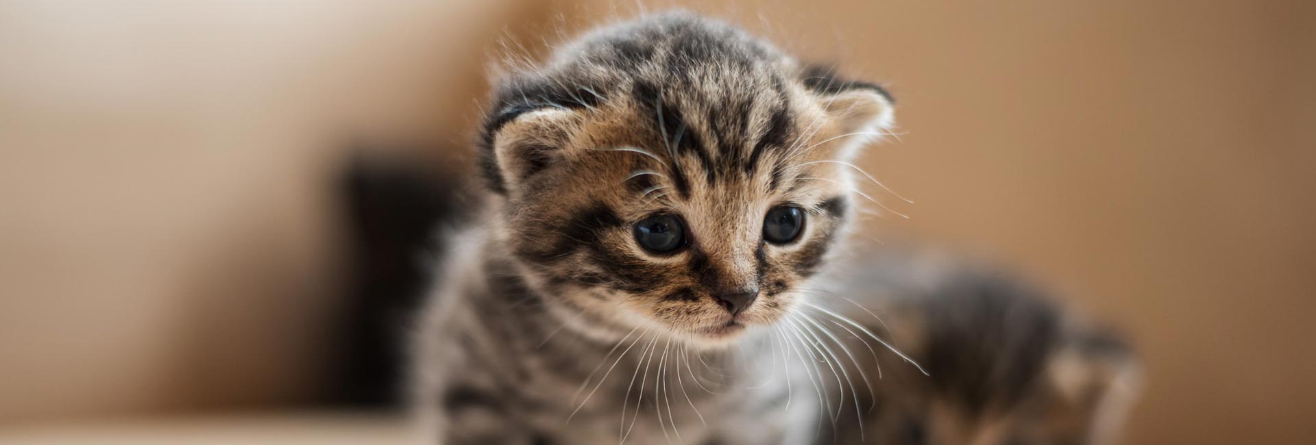 Il Cucciolo: veterinario a domicilio