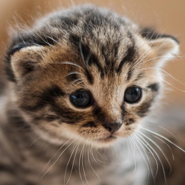 Il Cucciolo: veterinario a domicilio