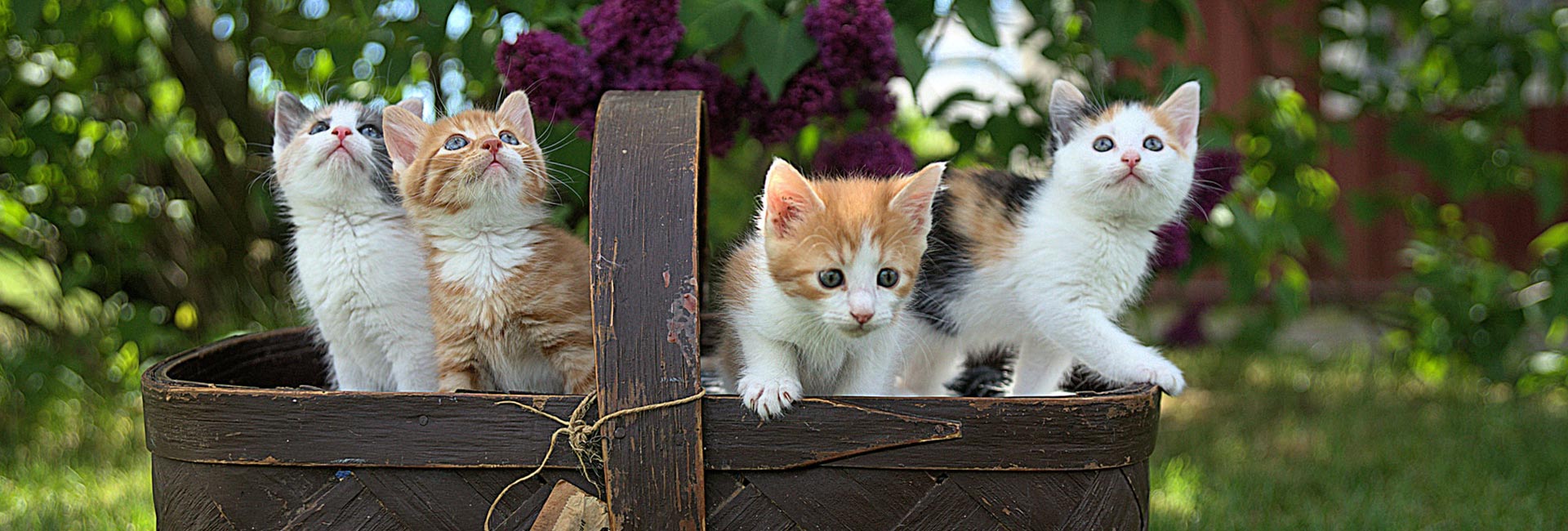 Il Cucciolo: veterinario a domicilio