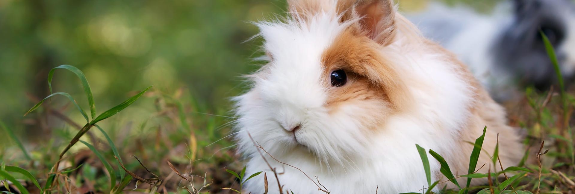 Il Cucciolo: veterinario a domicilio