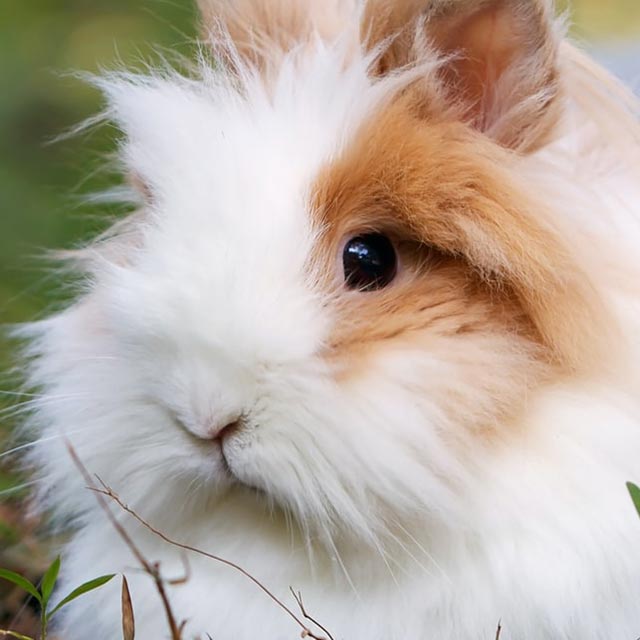 Il Cucciolo: veterinario a domicilio