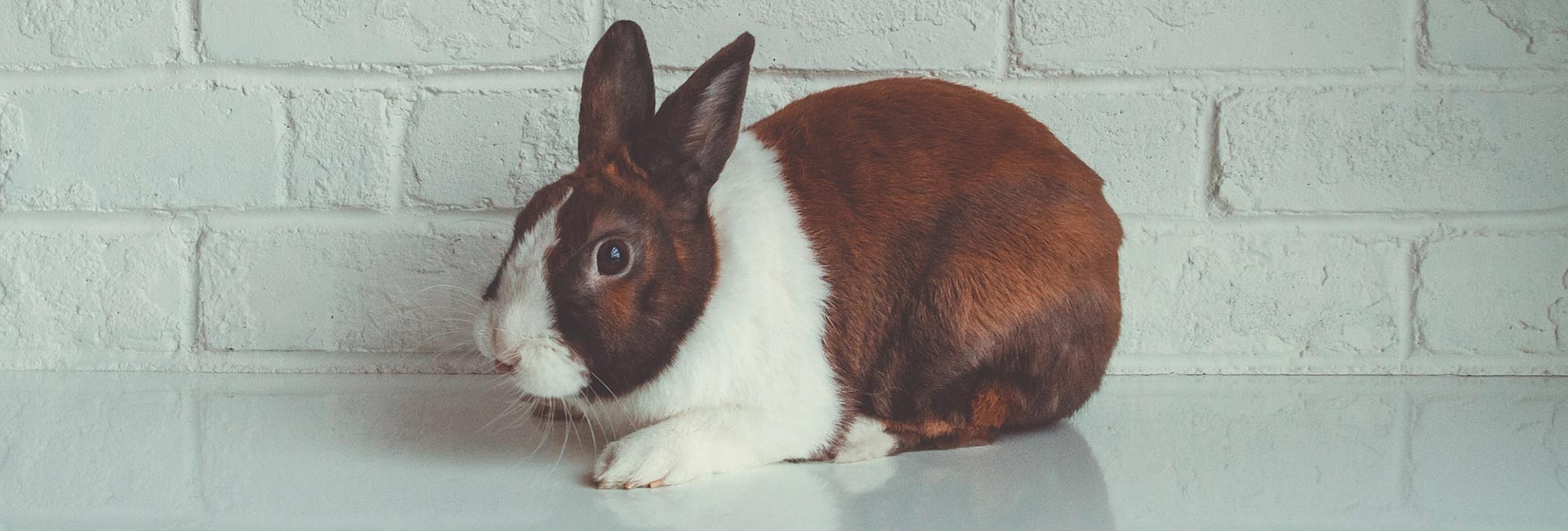 Il Cucciolo: veterinario a domicilio