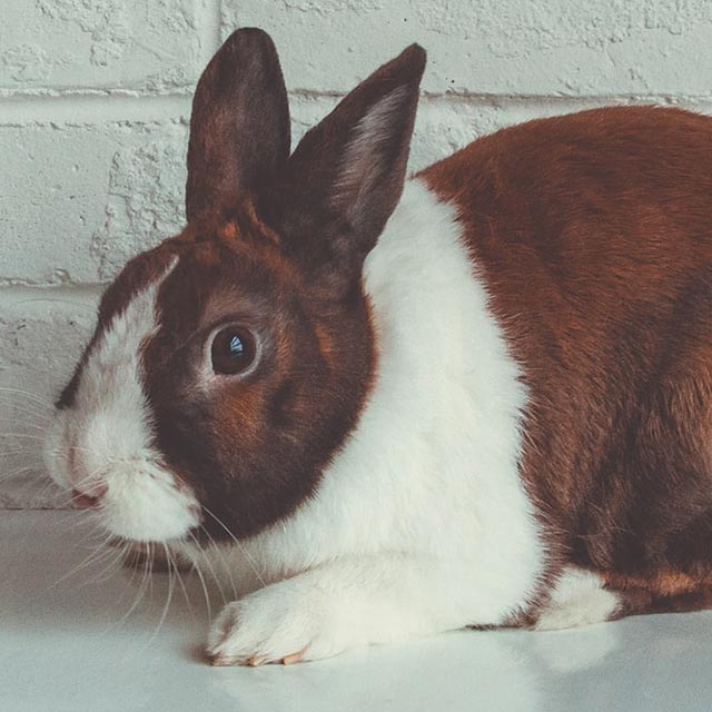 Il Cucciolo: veterinario a domicilio